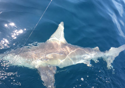 Destin Charter Fishing 1204